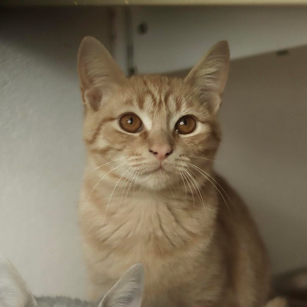 bowie